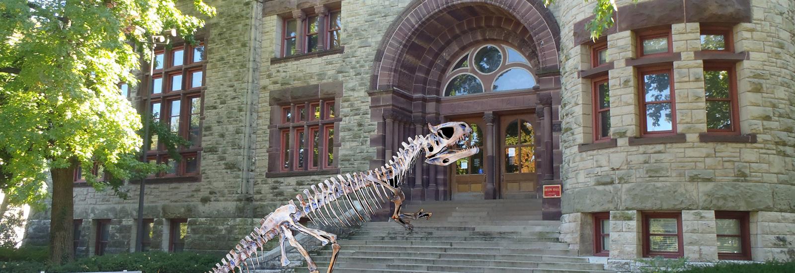 Orton's dinosaur skeleton walking up the Museum's front steps