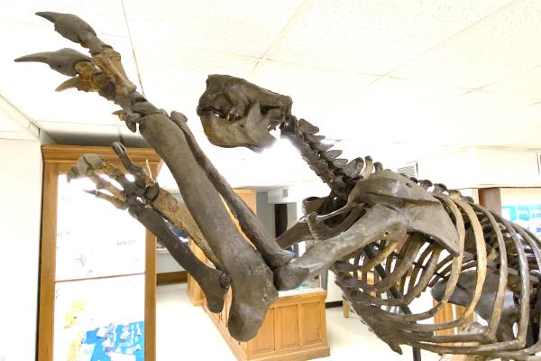 Megalonyx jeffersonii in Orton Museum