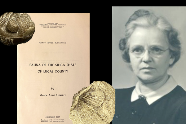 Grace Anne Stewart and fossils