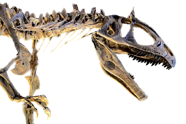 Cryolophosaurus anterior