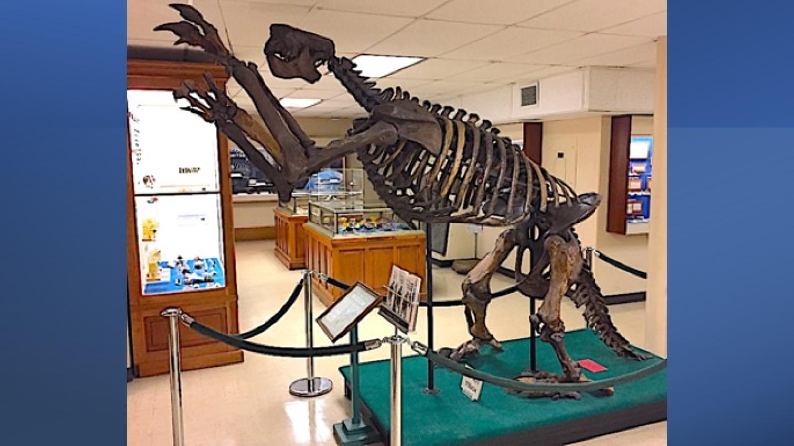 Megalonyx jeffersonii at the Orton Geological Museum