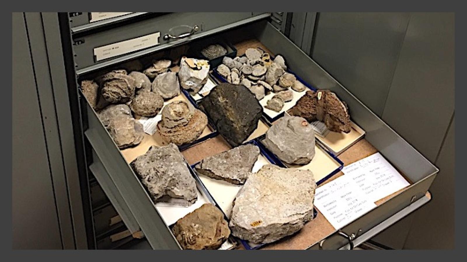 Collections - drawer of fossils at the Orton Museum
