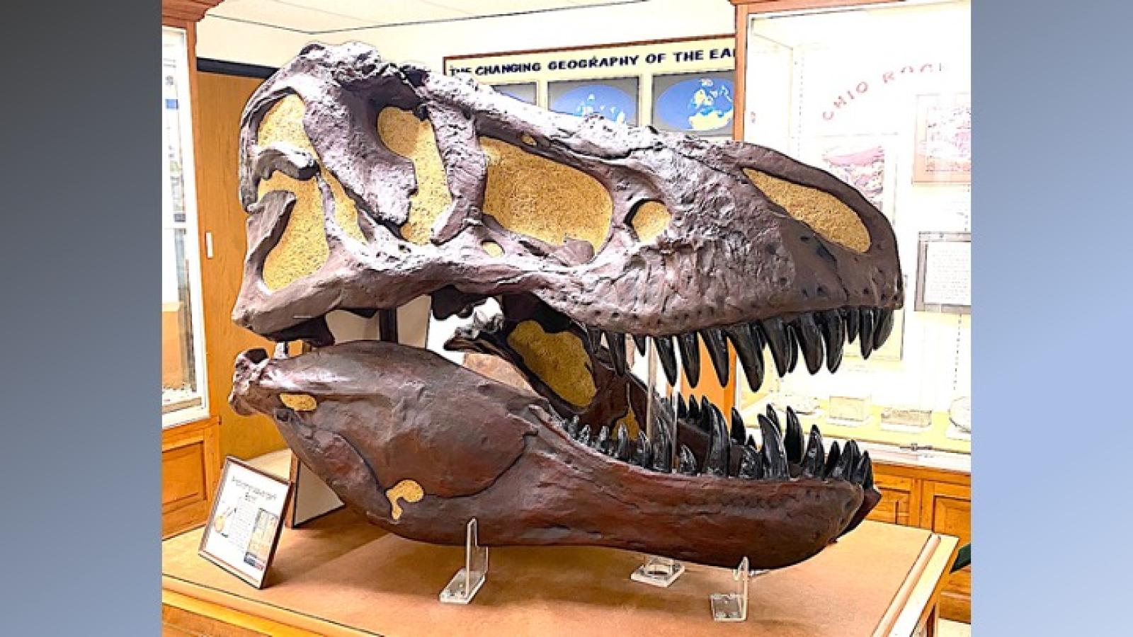 T. rex skull side view