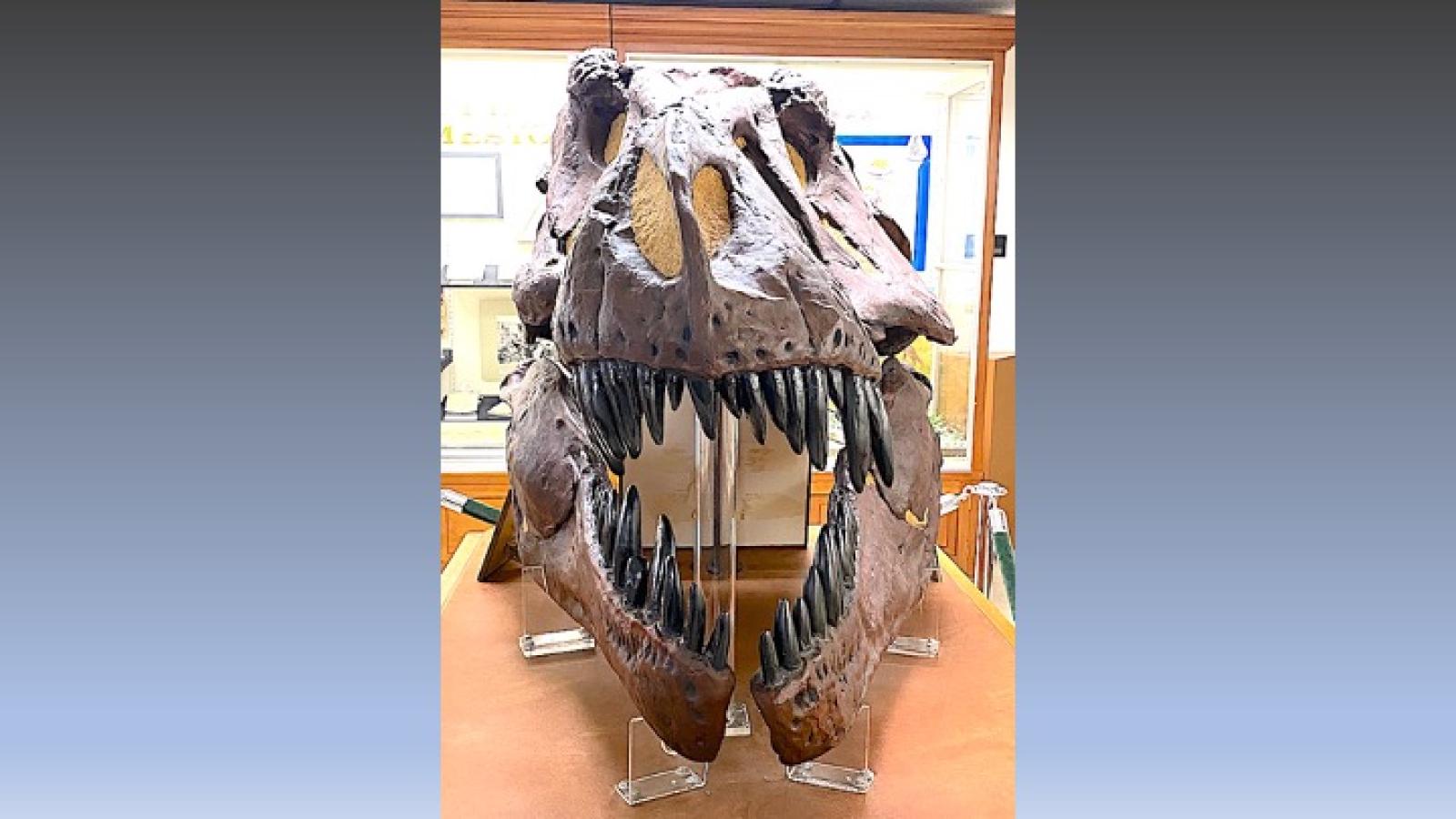 T. rex skull front view