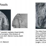 Ohio's Fossil Record - Cambrian fossils