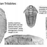 Ohio's Fossil Record - Ordovician fossils