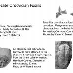 Ohio's Fossil Record - Ordovician fossils