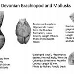 Ohio's Fossil Record - Devonian fossils