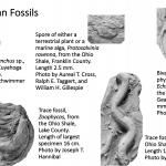 Ohio's Fossil Record - Devonian fossils