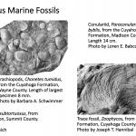 Ohio's Fossil Record - Carboniferous fossils
