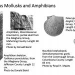 Ohio's Fossil Record - Carboniferous fossils