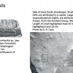 Ohio's Fossil Record - Permian fossils