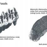 Ohio's Fossil Record - Pleistocene fossils