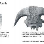 Ohio's Fossil Record - Pleistocene fossils