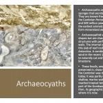 Archaeocyaths 1600x900
