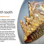 Mammoth tooth 1600x900
