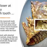 Bryozoan on mammoth tooth 1600xx900
