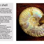 Ammonite 1600x900