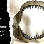 Jaws of the giant shark megalodon