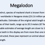 Megalodon description