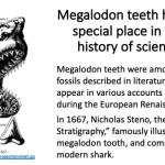 Megalodon teeth - history