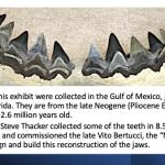 Megalodon teeth collected in Florida