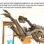 Megalonyx skeleton