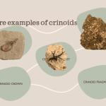 More examples of crinoids