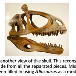 Reconstructed skull